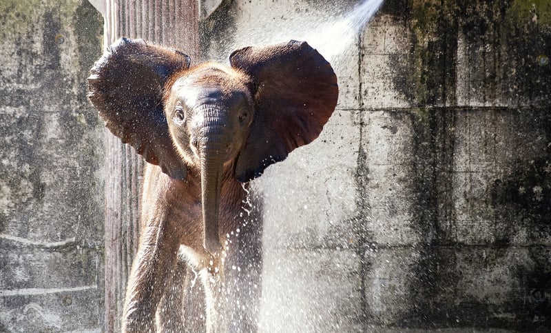 Elephant in the wild