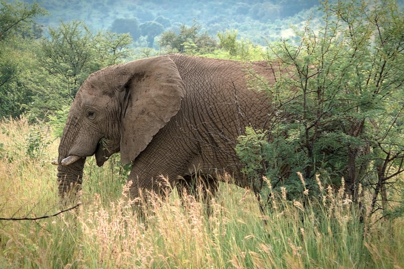 African Elephant Safari